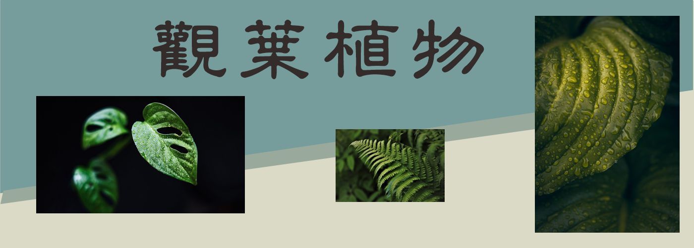 第一商品#